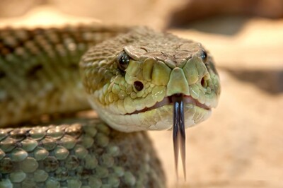 illustration Serpent tueur