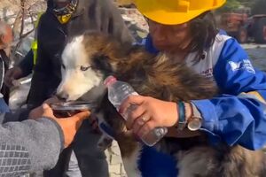 illustration Turquie : le chien Aleks retrouvé vivant 23 jours après le séisme