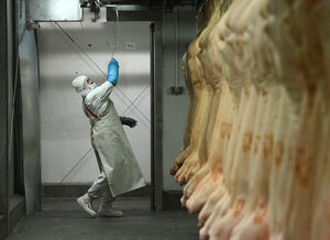 illustration Procès du trafic de viande chevaline : comment les bêtes de laboratoire finissaient dans l’assiette