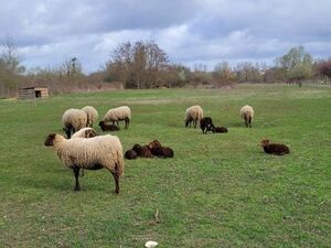 illustration À Saintry-sur-Seine, 4 agneaux volés sur un site d’écopâturage : « Il faut les rendre à leurs mères »