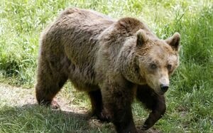 illustration Pyrénées : un jeune ours retrouvé mort, l’intervention humaine écartée