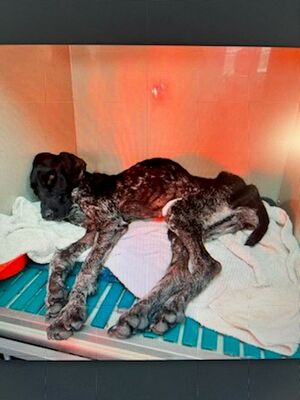 illustration Un chien adopté à la SPA, laissé affamé et déshydraté, une plainte déposée