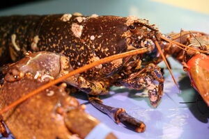 illustration Un homard volé vivant dans un restaurant de Strasbourg