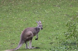 illustration Australie : un kangourou «de compagnie» soupçonné d’avoir tué un septuagénaire