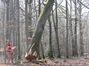 illustration Belgique : un enfant de 5 ans meurt écrasé par un arbre coupé par sa famille