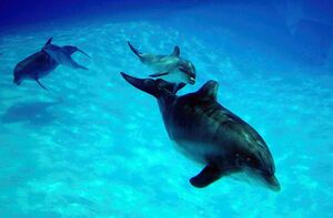 illustration Elles proposaient de nager avec les dauphins pour 300 euros : trois entreprises de Côte d’Azur condamnées