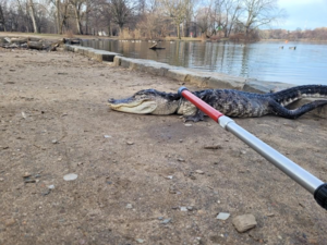illustration Un alligator retrouvé dans un parc en plein New York
