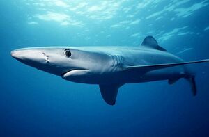 illustration Un requin bleu de deux mètres de long aperçu dans le Var