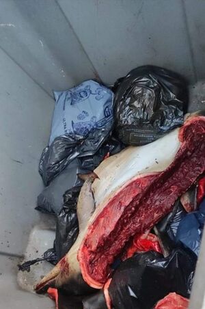 illustration Du dauphin mangé dans le Finistère ? Un cadavre dépecé retrouvé dans une poubelle, Sea Shepherd porte plainte