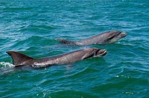 illustration Côte d’Azur : la justice poursuit trois entreprises qui proposent de nager avec les dauphins, une pratique interdite