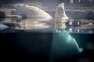 illustration Danemark : une ourse polaire meurt électrocutée au zoo de Copenhague