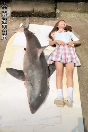 illustration Une vlogueuse crée la polémique en se filmant en train de griller et déguster un grand requin blanc