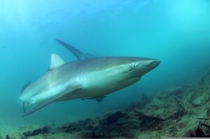 illustration Une Américaine tuée par un requin lors d’une session de plongée aux Bahamas