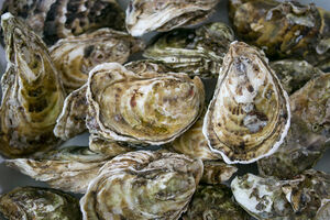 illustration Charente-Maritime : trois tonnes d’huîtres volées sur l’île de Ré