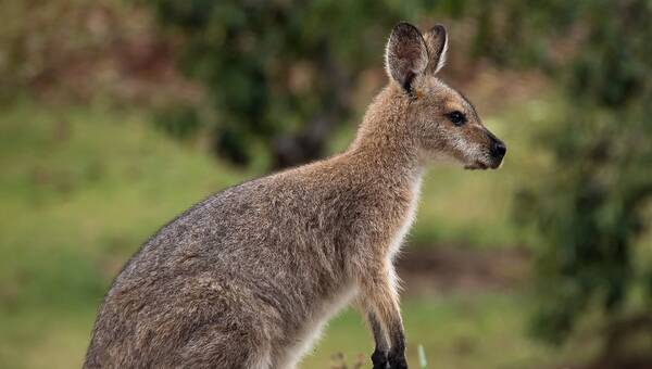 illustration Seine-et-Marne. Watson, l’un des wallabys du parc Edentara est mort d’une maladie infectieuse