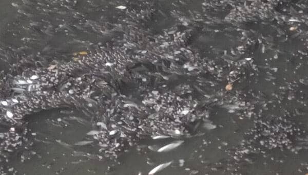 illustration Des milliers de poissons morts découverts dans une rivière près de Nantes