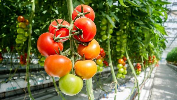 illustration Bas-Rhin. Les voleurs emportent 500 plants de tomates rares cultivées dans une ferme