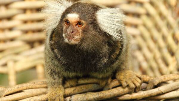 illustration Lyon. Un petit singe découvert dans un jardin par la SPA, une enquête ouverte