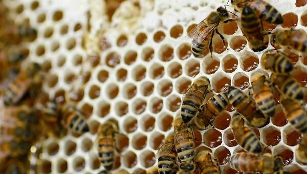 illustration Des dizaines de personnes piquées par des abeilles après une maladresse d’un apiculteur dans l’Isère
