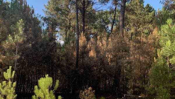 illustration Feux de forêts au sud du Mans. Après les incendies, une réunion pour les propriétaires forestiers