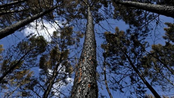 illustration ENTRETIEN. Peut-on rendre les forêts françaises plus résilientes face au changement climatique ?