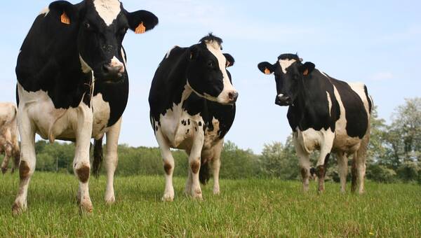 illustration Frappées par la foudre, onze vaches retrouvées mortes dans un champ de Haute-Loire