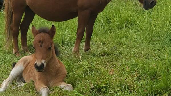 illustration Finistère. Les cinq poneys disparus à Plougastel-Daoulas retrouvés sains et saufs