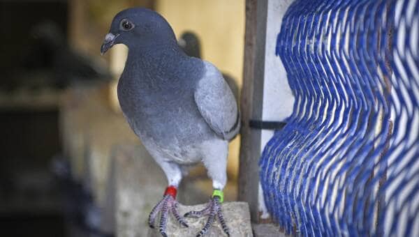 illustration Des milliers de pigeons voyageurs disparaissent lors d’une course