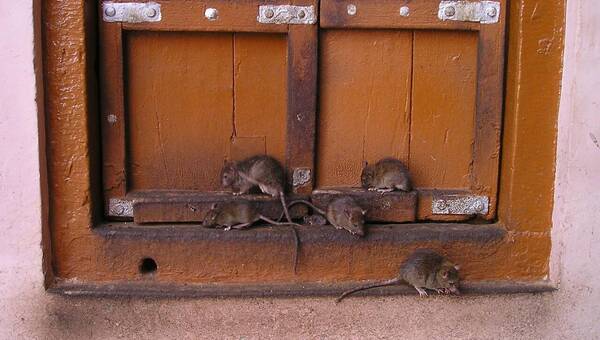 illustration Rhône. Envahie par les rats, une école de Vaulx-en-Velin ferme ses portes pendant une semaine