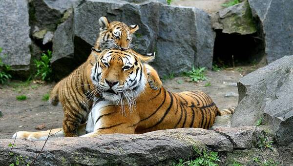 illustration Un tigre de Sumatra vient de naître au Zoo d’Amiens, les internautes peuvent choisir son prénom