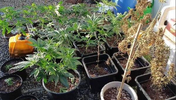 illustration Péaule. Le couple cultivait une dizaine de plants de cannabis à la maison