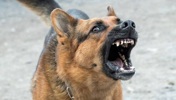 illustration Sarcelles. Un chien mord son maître et attaque un policier lors d’un contrôle