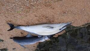 illustration Vendée. Des dauphins retrouvés échoués dans les rochers à Bretignolles-sur-Mer