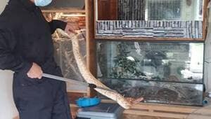 illustration INSOLITE. Douze serpents récupérés chez un particulier à Saint-Malo-Guersac