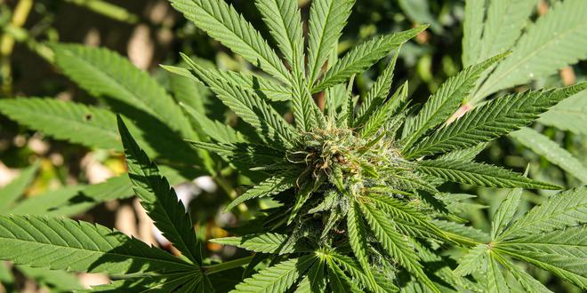 illustration Landes : 18 mois de prison pour un homme arrêté avec 160 kilos d’herbe de cannabis dans son fourgon