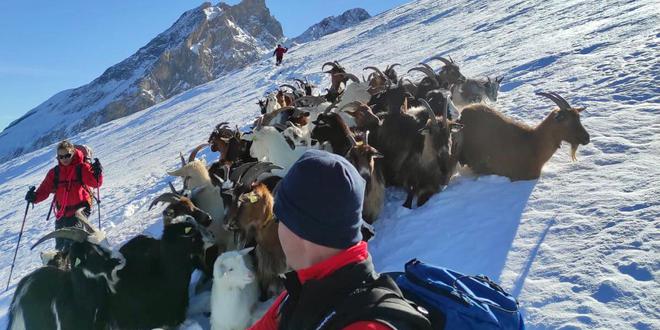 illustration Béarn : bloquées six jours dans la neige, une soixantaine de chèvres secourues par les pompiers