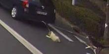 illustration Deux chiens traînés par une voiture sur une centaine de mètres, le conducteur plaide un oubli
