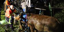 illustration Dordogne : les pompiers sauvent un bovin tombé dans un trou
